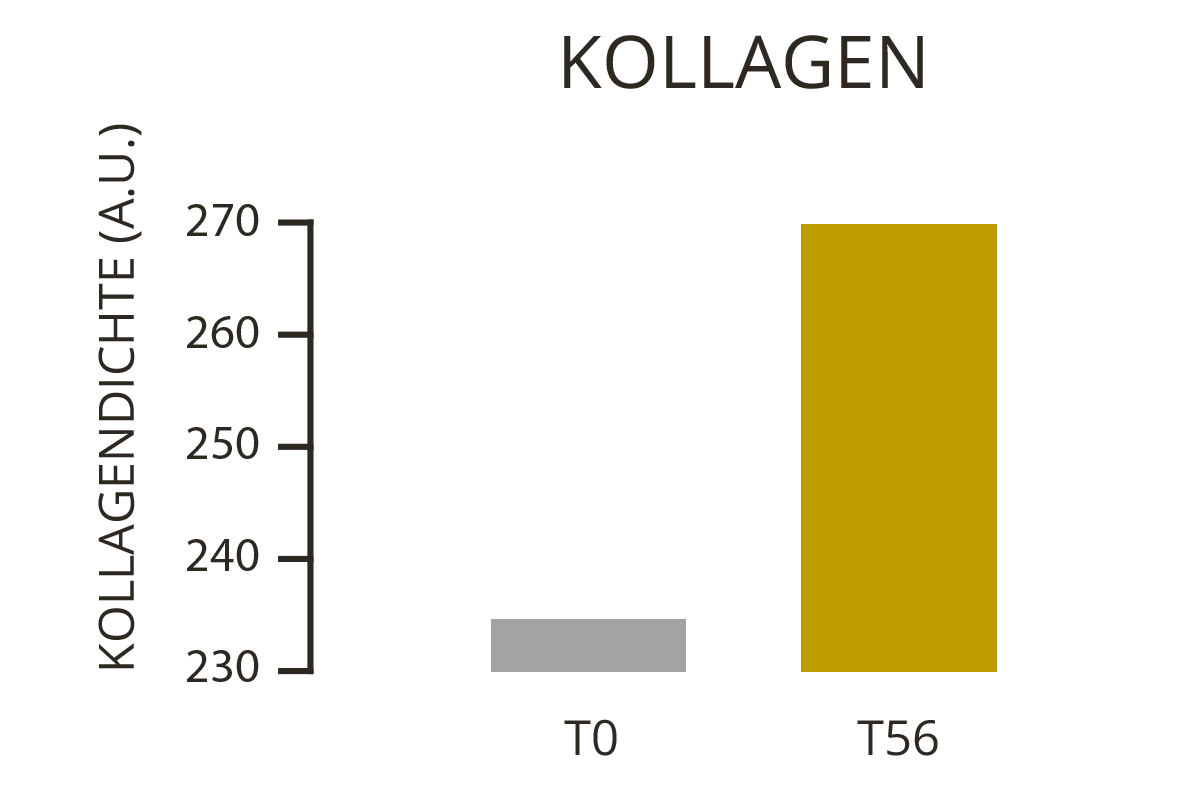 Silizium Pur: Siliziumdioxid für effektive und natürliche Reinigungsprozesse und als bioverfügbare Siliziumquelle