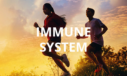 Immunsystem