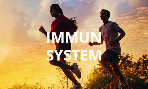 Immunsystem